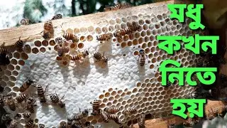 মৌচাক হতে মধু কখন নিতে হবে | When Should we extract Honey