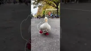 The Outline Trend (running duck viral tiktok)