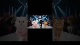 Cat Fashion Show Goes Hilariously Wrong! 🐱' #viral #youtubeshorts #cats #usacatlovers