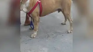 VAILPUNA:SIPPY GILL!!New punjabi whatsApp status2020!! Dog 🐕 Style