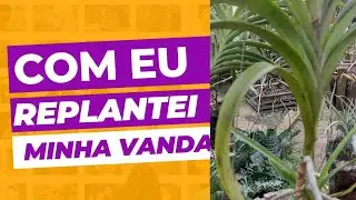 Jeito certo de replantar sua vanda, cultivo simples com um resultado incrível