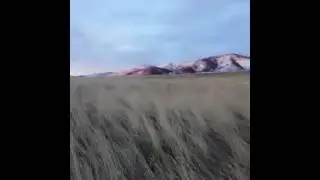 Rhodesian ridgeback tracking a racoon