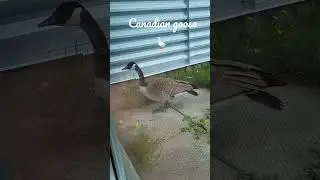 Canadian goose 🪿 #canada2023 #viral #canadiangoose