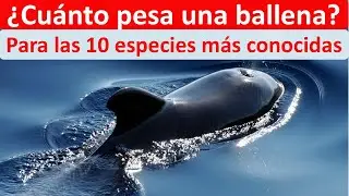 Cuanto pesa una ballena
