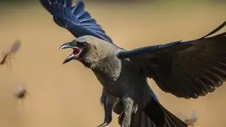 The Crows That Saved My Farm 🐦Insect Swarm vs crow #CrowMiracle #NatureDocumentary #WildlifeRescue 