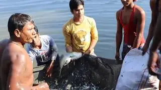 Traditional Fishing In Winter Morning In Mud Water Pond !! Best Fish Catching Video