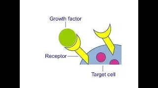 Cancer Genetics 2