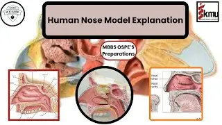 Human Nose Model Explanation | OSPE Preparation | Dr KS Academy