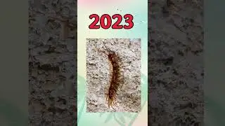 2023 Centipede vs 5000 bce Centipede