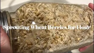 Sprouting Wheat Berries for Flour | Taylor It