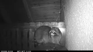 Waschbär in der zweiten Etage