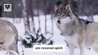 The Wolf: Nature's Symbol