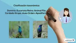 Aves del orden Apodiformes FINAL