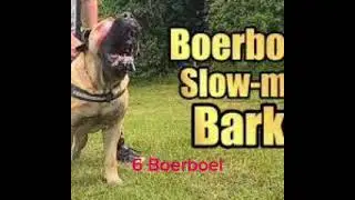 7 Bravest Dogs That Will Even Face Wild Beasts