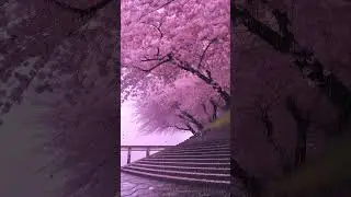 Cherry Blossom Walk 🌸 | Peaceful Spring Vibes #shorts #cherryblossom #spring #peaceful #relax