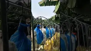 How Bananas Travel on Wires! 🍌🚡 #shortsfeed #youtubeshorts #BananaFarming #ModernAgriculture