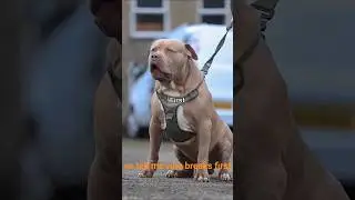 10 Facts pitbull dogs bread #pitbull #gsds #dogbreed #germanshepheard #canecorso #mastiff #dogtype