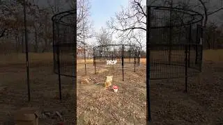 Начинаем отлов кабанов&hellip; Первое испытание ловушки-капкана
