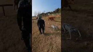 #trending #dogtraining #robot #dogtrainingcollar #dance #dance #dogecollar