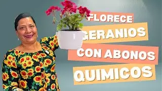 Como hacer florecer geranio con abonos qu&iacute;micos sin da&ntilde;ar tus plantas