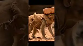 Mehnati Bandar | Hardworking Monkey Ka Anokha Video🐒🐒🙏