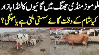 Today Malumor Mandi Jhang Update | Cows Fresh Rates Update | Cow Mandi