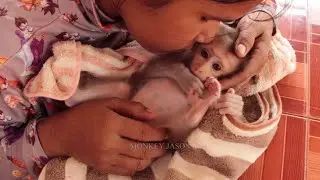 Deeply Touched My Heart, Mom Tenderly Kissing Comfort Tiny Baby Monkey Jason To Sleep Well Very Warm