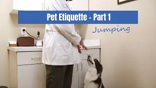 Pet Etiquette | Part 1: Teaching Your Dog Not to Jump on People