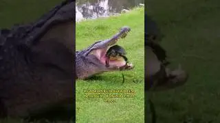 KURA-KURA Vs ALIGATOR #shorts