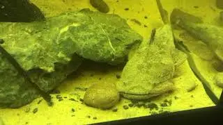 Chaca Chaca catfish swimming
