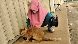 KEHIDUPANKU DI KAMPUNG | Pagi di Kampung 🌄 Jalan Santai Sambil Memberi Makan Kucing Liar yang Lapar
