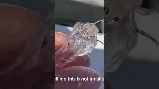 Transparent sea creature found by fisherman