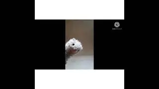 Черепаха и друзья. Toto and his friends info.