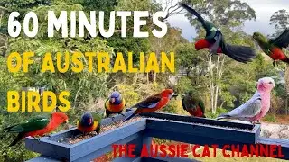 Cat TV for Cats to Watch - 60 minutes of Australian Birds - King Parrots, Galahs, Rainbow Lorikeets