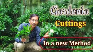Take Gardenia Cuttings in a totally new Method