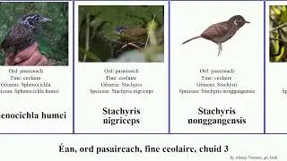 &Eacute;an, ord pasaireach, fine ceolaire, chuid 3 pomatorhinus yuhina pteruthius spelaeornis seicercus