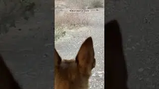 #chihuahua barks at coyotes #betterwithmusic