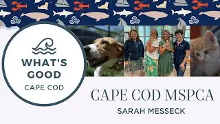 What's Good Cape Cod: Cape Cod MSPCA