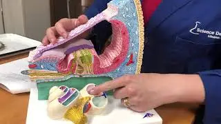 Cochlea Anatomy
