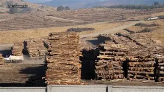El Problema de Ra&iacute;z: el modelo forestal y su impacto en Chile (Documental Chileno-Alem&aacute;n)