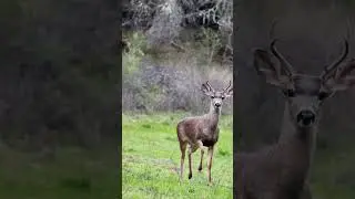 Flawless Deer Close-Up! 🦌💛
