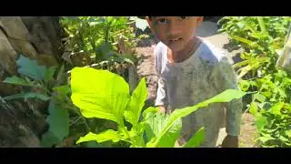 See my son very cute talking with me for his beautiful kitchen garden😊☺️