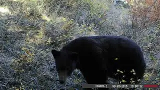 Mountain Lion above Liberty Lake Washington #game-camera #cougar #mountain-lion #wildlife