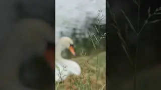 This year's cygnet story &hearts;️🦢#cygnets #shorts #shortsfeed #cute #naturevideo#swans #viral