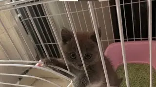 【2020/6/21】銀ちゃんの様子,State of Gin-chan