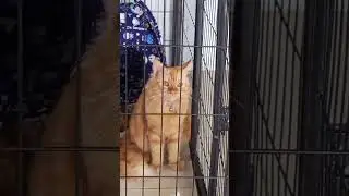 Oyen Mengeong Manja Minta Izin Keluar Rumah 😻🚪