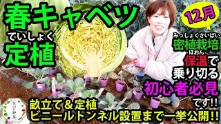 【春キャベツ定植】畝立てトンネル設置も☆初心者必見！失敗シーンも満載