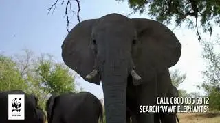 WWF Adopt An Elephant For Just &pound;3 A Month