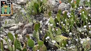 Blooming Cacti, Wildflowers, & Wildlife in the Desert of Central Utah | No Talking, Desert Bird Song