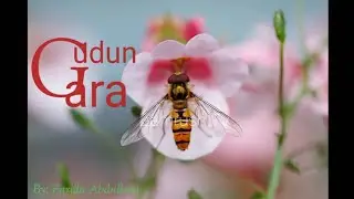 GUDUN GARA....16